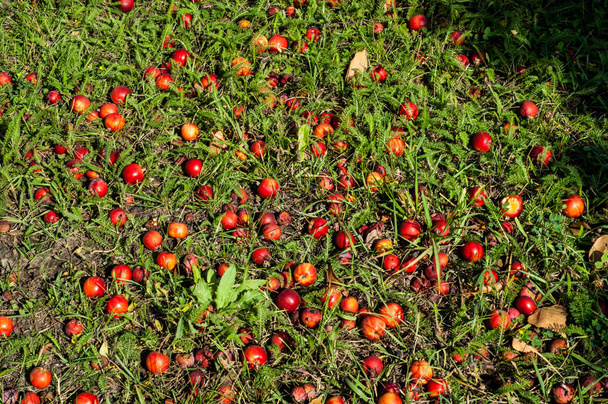 Crabapple and Wild apple. - Photo, Image
