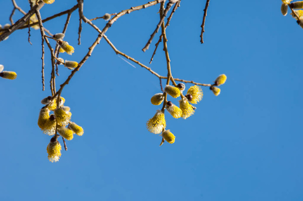 Spring landscape. Swollen buds of willows. Brightly yellow flowe - Photo, Image