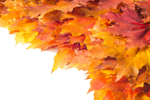 Autumn texture. Colorful maple leaves. The phenomenon is commonl - Foto, imagen