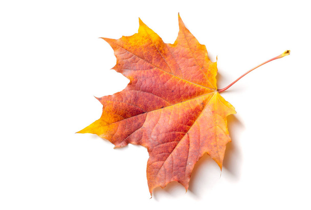Texture, background, pattern. Autumnal maple leaf, clear colors, - Foto, imagen