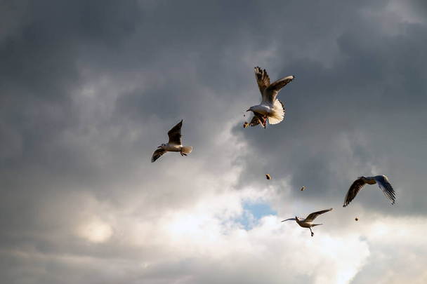 A sirályok az élelemért harcolnak. Egy repülő sirálymadár az égen komor felhők közepette egy közelgő viharban.. - Fotó, kép