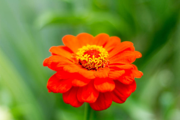 Красива оранжева пухнаста цинія в саду, період цвітіння
 - Фото, зображення