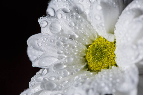 Beaux chrysanthèmes blancs qui fleurissent en gros plan avec des gouttes de rosée sur les pétales après la pluie
. - Photo, image