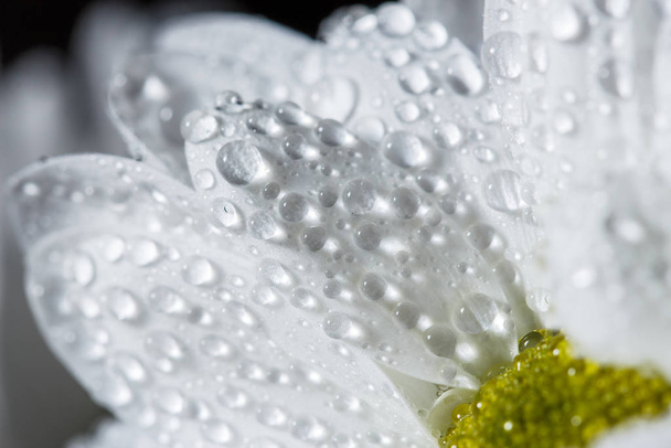 Beautiful white chrysanthemums that bloomed closeup with dew drops on the petals after rain. - 写真・画像