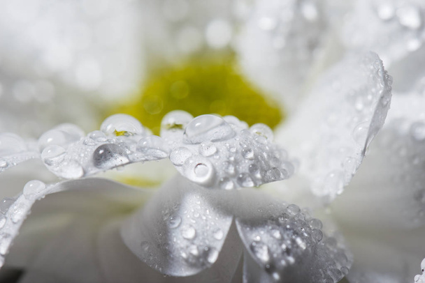 Beautiful white chrysanthemums that bloomed closeup with dew drops on the petals after rain. - Фото, изображение