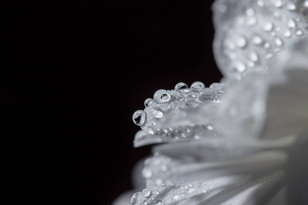 Beautiful white chrysanthemums that bloomed closeup with dew drops on the petals after rain. - Fotografie, Obrázek