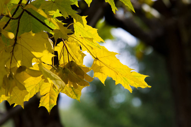 Texture, background, pattern. Maple leaves in autumn on a tree - Φωτογραφία, εικόνα