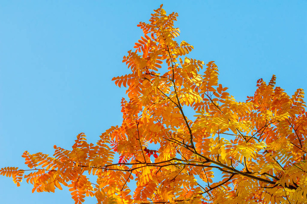 Texture, sfondo, pattern. Rosso giallo verde autunno foglie su
  - Foto, immagini