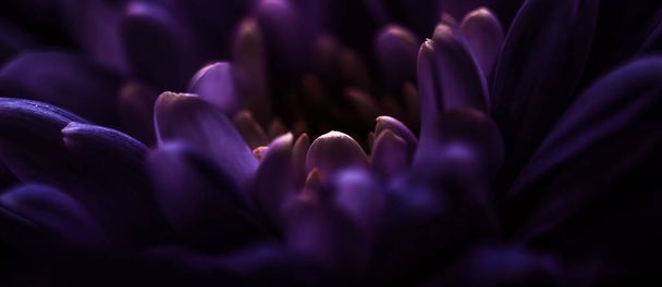 Purple daisy flower petals in bloom, abstract floral blossom art - Photo, Image