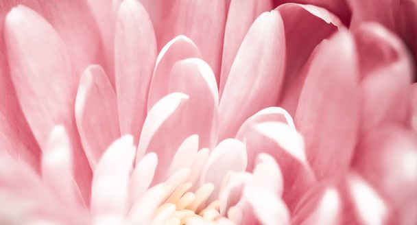 Pink daisy flower petals in bloom, abstract floral blossom art b - Photo, Image