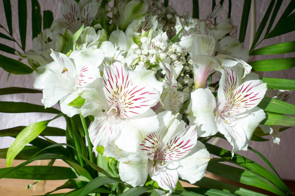 Alstroemeria,commonly called the Peruvian lily or lily of the In - Photo, Image
