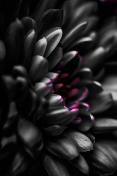 Pétalos de flores de margarita negra en flor, arte floral abstracto en flor
  - Foto, Imagen