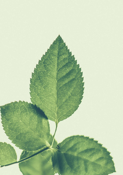 Зеленые листья как абстрактный винтажный фон природы, травяные листья
 - Фото, изображение