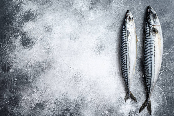Raw mackerel fish. Gray background. Top view. Space for text - 写真・画像