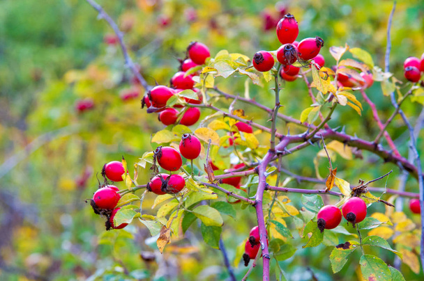 De rose-heup, ook bekend als roos haw of rose hep, is de vrucht-o - Foto, afbeelding