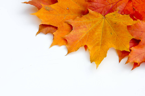 Autumn Leaves Stüdyosu. Beyaz arkaplanda sonbahar yaprağı izole.  - Fotoğraf, Görsel
