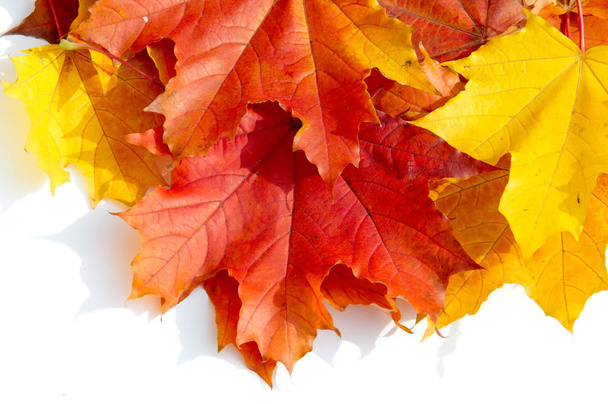 Autumn Leaves Studio. Autumn leaf isolated on white background.  - Fotografie, Obrázek