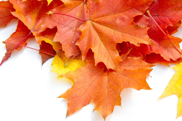 Autumn Leaves Studio. Jesienny liść izolowany na białym tle.  - Zdjęcie, obraz