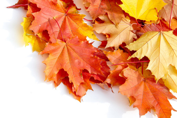 Autumn Leaves Studio. Jesienny liść izolowany na białym tle.  - Zdjęcie, obraz