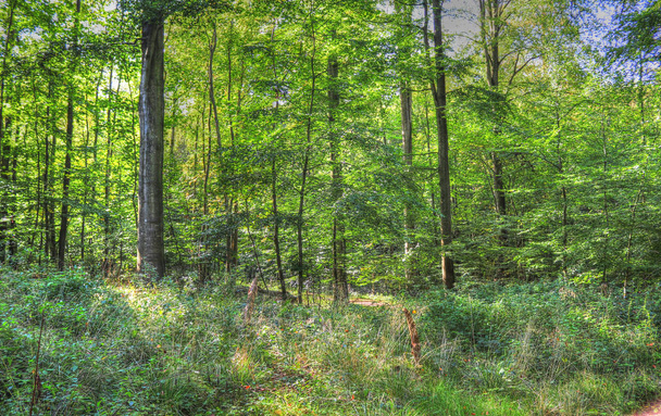 Nice view into a green forest in northern Europe - Foto, Imagen