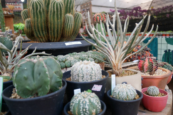 Selected focused on a group of small and colourful cactus planted in small plastic pots. The small cactus suitable to used as an indoor decoration. Sales of this cactus are a source of income for farmers. - Photo, Image