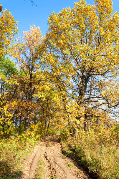 Дорога осенью, в дубовом лесу
 - Фото, изображение
