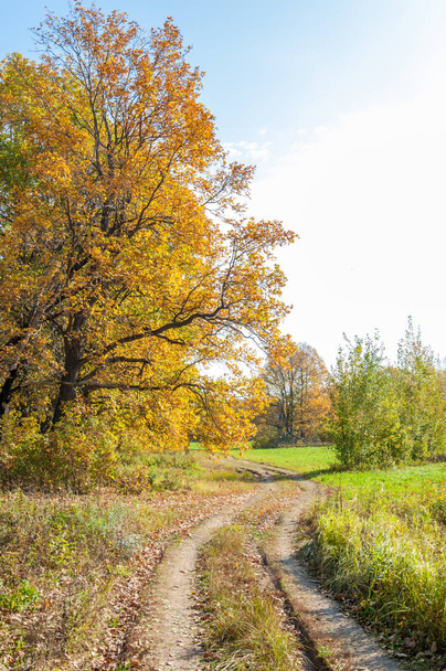 Дорога осенью, в дубовом лесу
 - Фото, изображение