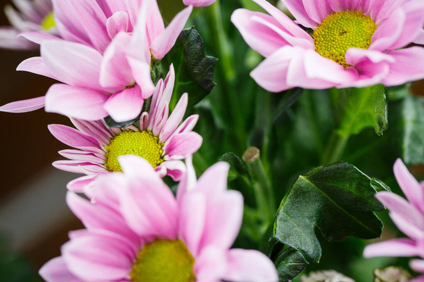 Beautiful pink chrysanthemums bloomed in close-up in good weather in summer - Foto, afbeelding