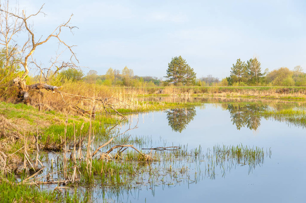 Paisaje primavera. Un hermoso paisaje primaveral con un pantano, Sol
 - Foto, imagen