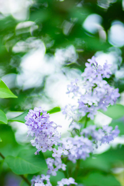 Spring branch of blossoming lilac. Lilac flowers bunch over blurred background. Purple lilac flower with blurred green leaves. Copy space - 写真・画像