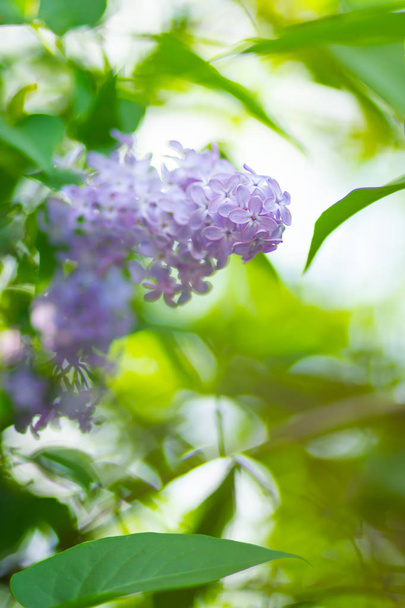 ライラックの開花の春の枝。背景がぼやけている上にライラックの花束。葉がぼやけた紫色の薄緑色の花を咲かせます。スペースのコピー - 写真・画像