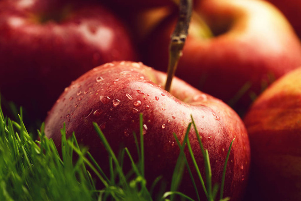 apple red color fallen on fresh green grass. - Photo, image
