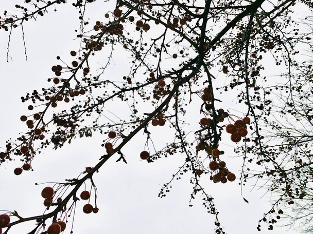 bacche rosse e un cielo grigio invernale
 - Foto, immagini