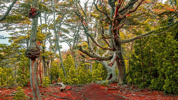 Forêt australe magique dans le parc national de la Terre de Feu, Beagle
 - Photo, image