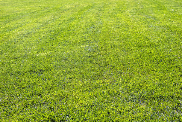 Zöld fű. Természetes gyep háttér. - Fotó, kép