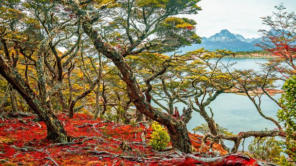 Kouzelný australský les v Národním parku Tierra del Fuego, Beagle - Fotografie, Obrázek