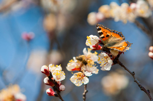Sárgabarack tavaszi virágok - Fotó, kép