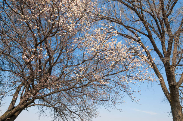 Flores de albaricoque de primavera
 - Foto, Imagen