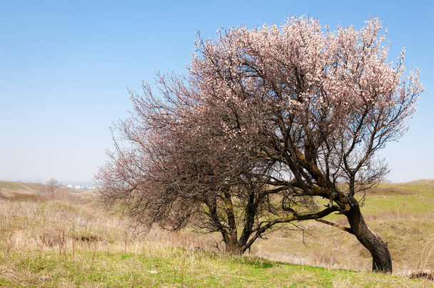 Fleurs d'abricot de printemps
 - Photo, image