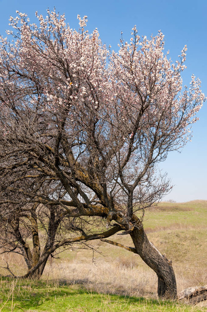 Aprikosenblüten im Frühling - Foto, Bild