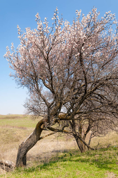 Spring apricot blossoms - Photo, Image