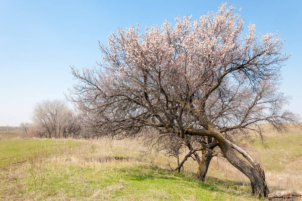 Spring apricot blossoms - Photo, Image