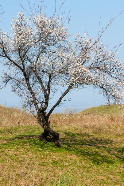 Aprikosenblüten im Frühling - Foto, Bild