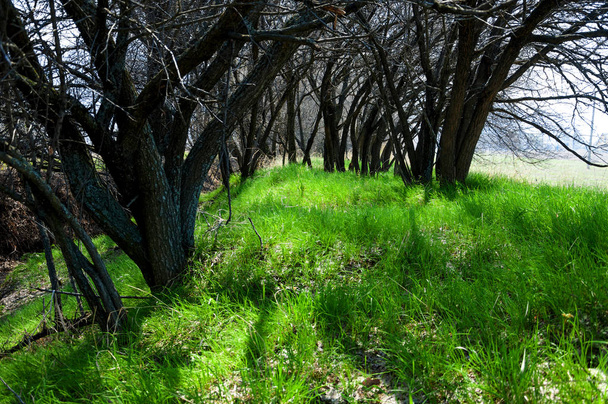 Jarní stín pod stromy - Fotografie, Obrázek