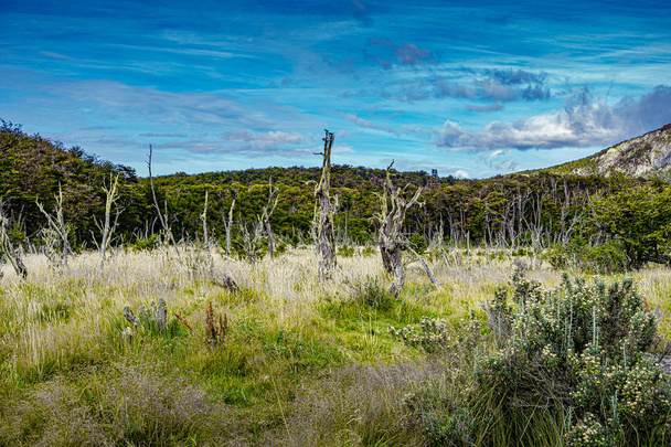 Magical austral forest in Tierra del Fuego National Park, Beagle - Фото, зображення