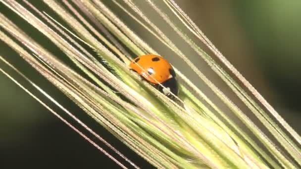 Adonis Ladybird balancea en el viento fuerte, Ladybug se sienta en la hoja seca en el fondo verde, bosque, campo, jardín. Ver Macro insecto en la vida silvestre
 - Metraje, vídeo