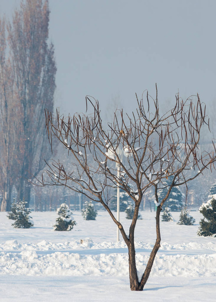 Park első prizident, Zalaegerszeg-téli ködben - Fotó, kép