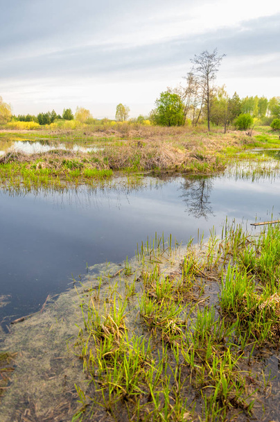 Spring landscape. A beautiful spring landscape with a swamp, Sun - Photo, Image