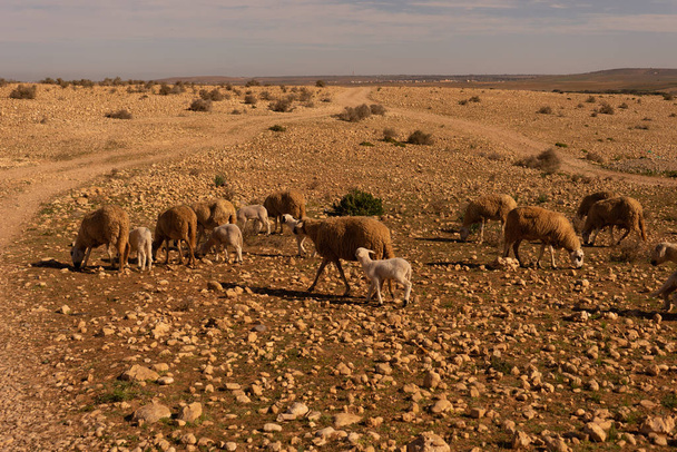 stado owiec na pustyni - Zdjęcie, obraz