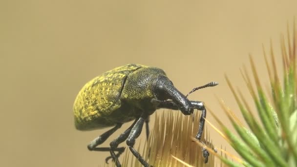 Macro zicht op insecten in het wild. Curculionidae, Lixus concavus - rabarber weevil, rabarber curculio zit op groen blad van de distelknop - Video